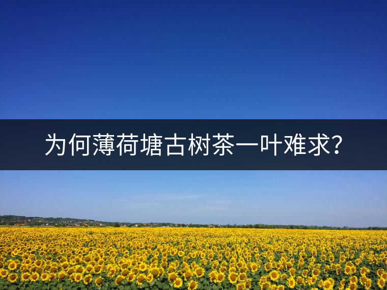 為何薄荷塘古樹茶一葉難求？