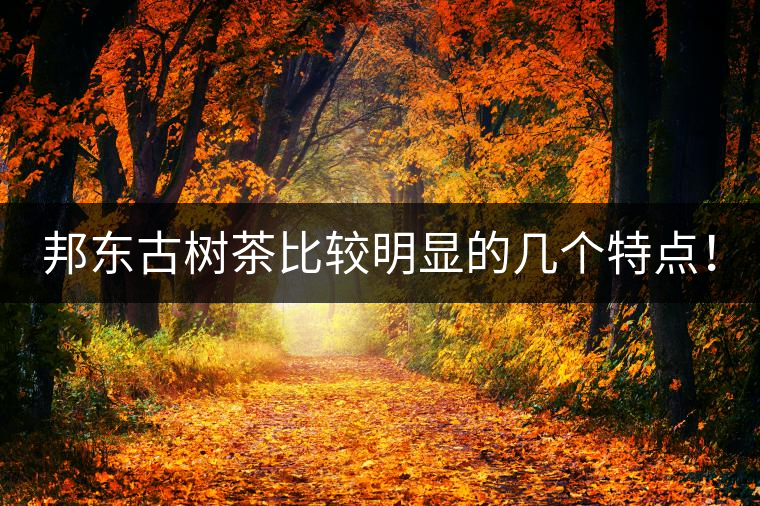 邦東古樹茶比較明顯的幾個特點！