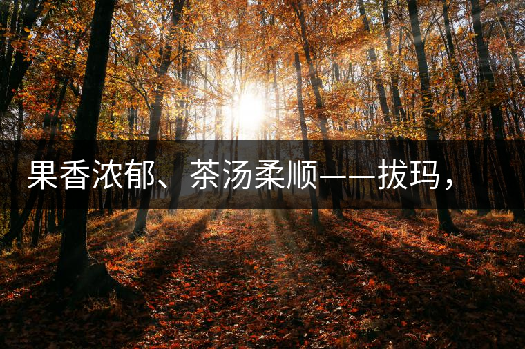 果香濃郁、茶湯柔順——拔瑪，南糯山最好的茶