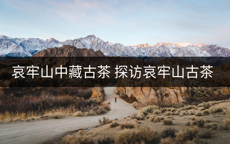 哀牢山中藏古茶 探訪哀牢山古茶樹(shù)資源