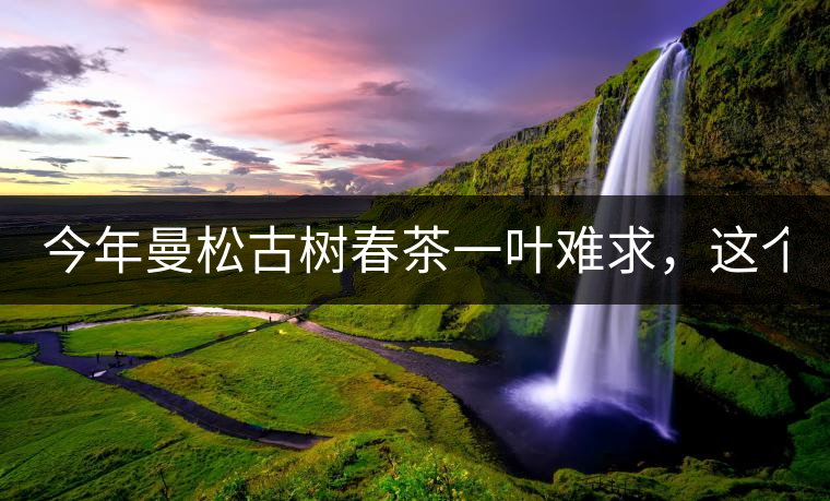 今年曼松古樹春茶一葉難求，這個(gè)鍋真不該茶商背!