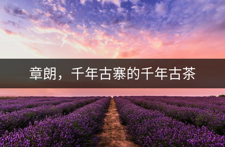 章朗，千年古寨的千年古茶