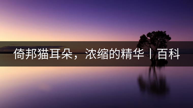 倚邦貓耳朵，濃縮的精華丨百科