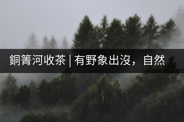 銅箐河收茶 | 有野象出沒，自然是好茶