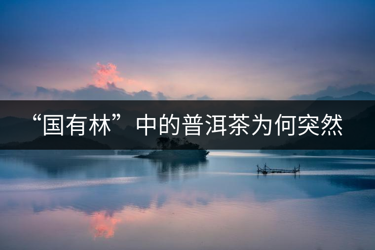 “國有林”中的普洱茶為何突然受追捧？