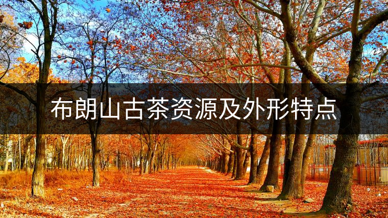 布朗山古茶資源及外形特點(diǎn) 布朗山古茶資源及外形特點(diǎn)