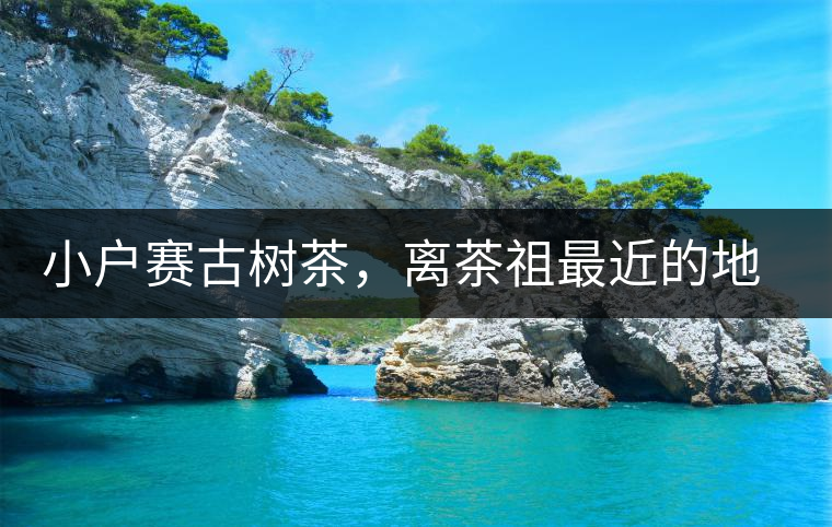 小戶賽古樹茶，離茶祖最近的地方！獨特的甜與凈！