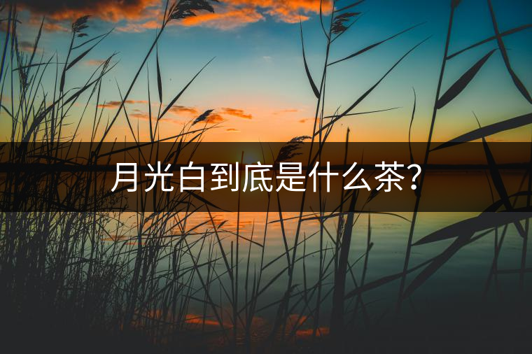 月光白到底是什么茶？