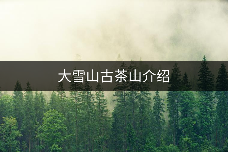 大雪山古茶山介紹