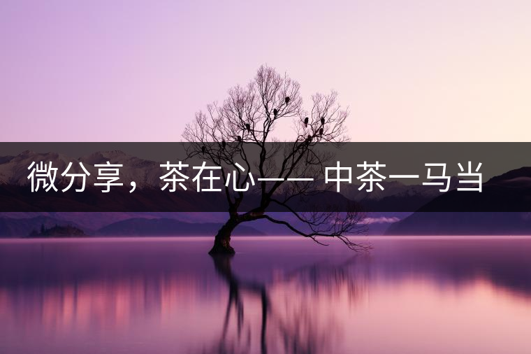 微分享，茶在心—— 中茶一馬當(dāng)先