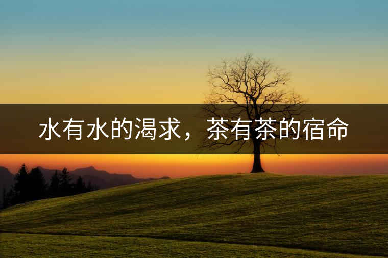 水有水的渴求，茶有茶的宿命