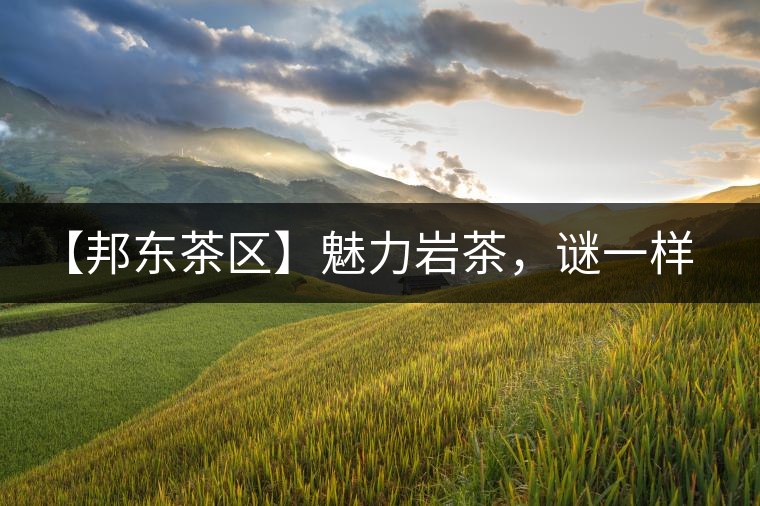 【邦東茶區(qū)】魅力巖茶，謎一樣的邦東！