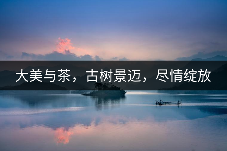 大美與茶，古樹景邁，盡情綻放