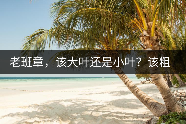 老班章，該大葉還是小葉？該粗老還是細(xì)嫩？