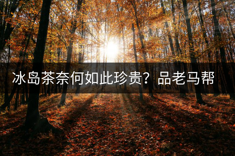 冰島茶奈何如此珍貴？品老馬幫之“冰島老寨”，答案在這里！