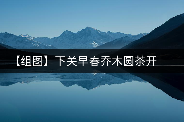 【組圖】下關(guān)早春喬木圓茶開湯 【組圖】下關(guān)早春喬木圓茶開湯