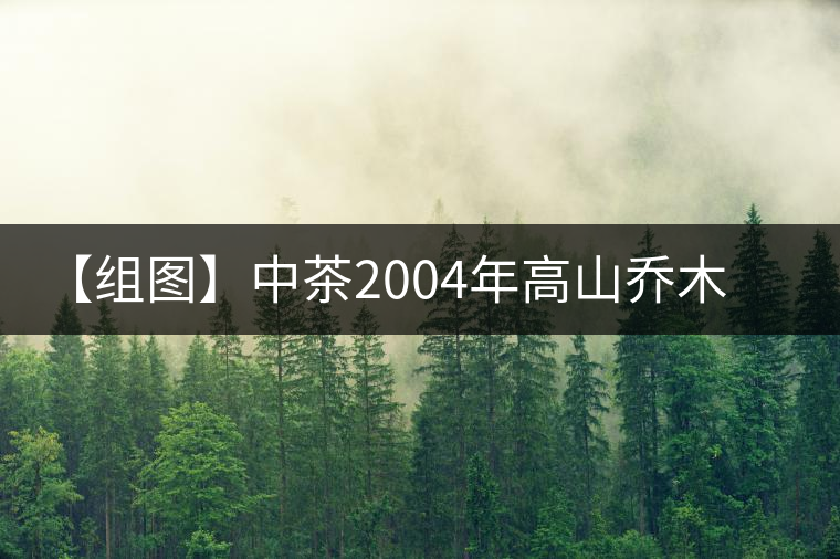 【組圖】中茶2004年高山喬木雨前茶開湯 【組圖】中茶2004年高山喬木雨前茶開湯