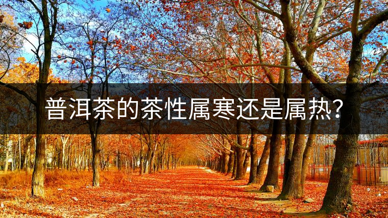 普洱茶的茶性屬寒還是屬熱？