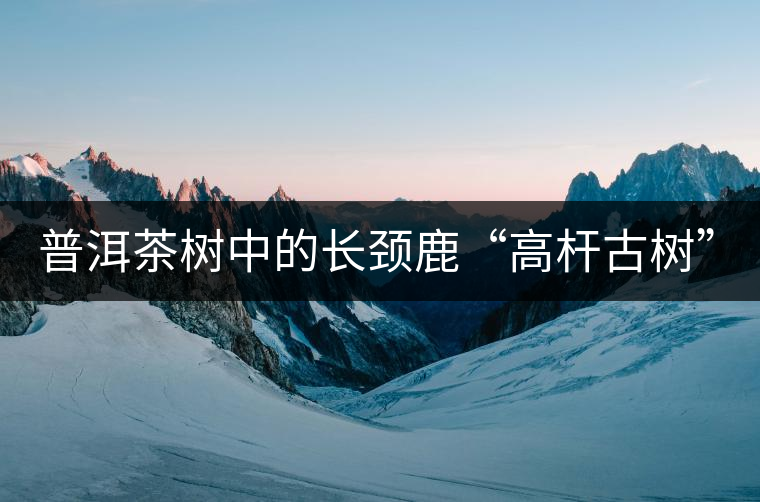 普洱茶樹中的長頸鹿“高桿古樹”！