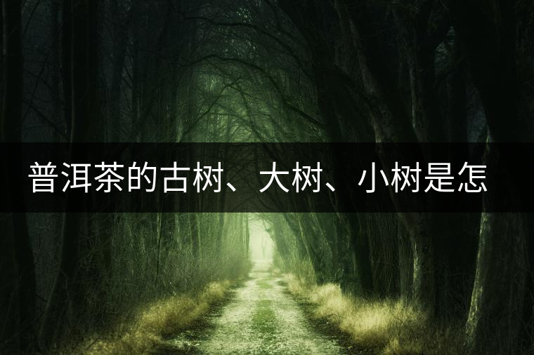 普洱茶的古樹、大樹、小樹是怎樣劃分的？