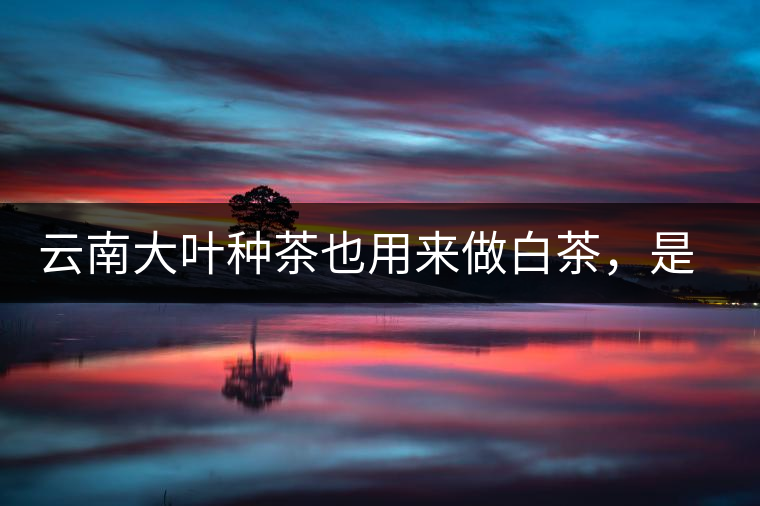 云南大葉種茶也用來(lái)做白茶，是真的好喝嗎？