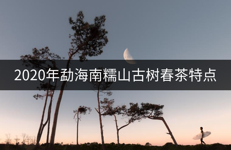 2020年勐海南糯山古樹春茶特點 2020年勐海南糯山古樹春茶特點