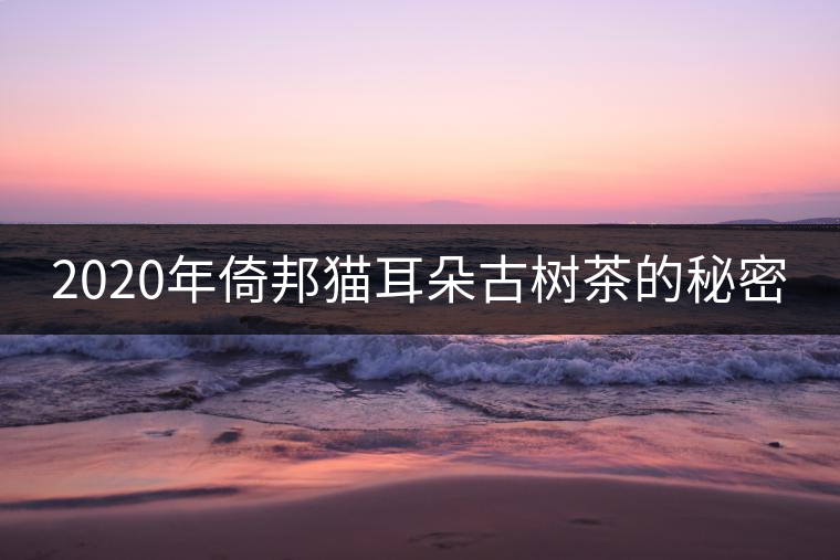 2020年倚邦貓耳朵古樹茶的秘密