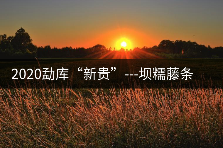 2020勐庫“新貴”---壩糯藤條茶，是如何一夜爆紅的？