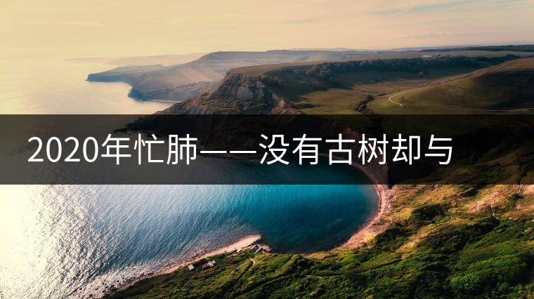 2020年忙肺——沒有古樹卻與冰島、昔歸齊名的普洱茶