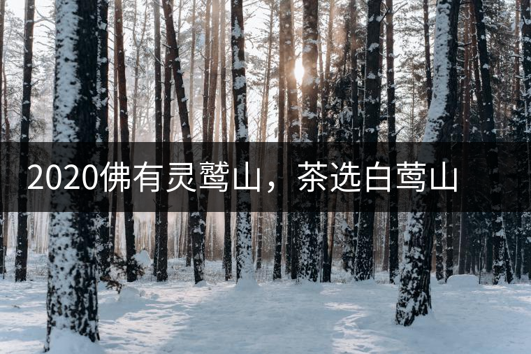 2020佛有靈鷲山，茶選白鶯山——白鶯山二嘎子茶