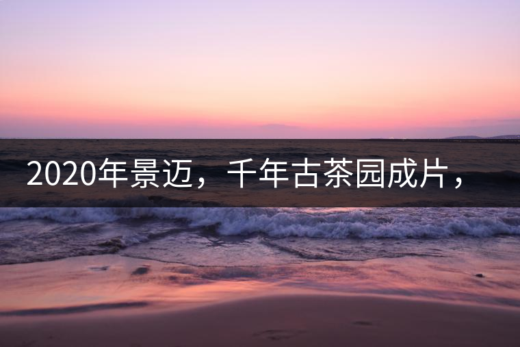 2020年景邁，千年古茶園成片，蘭花香堪稱一絕！