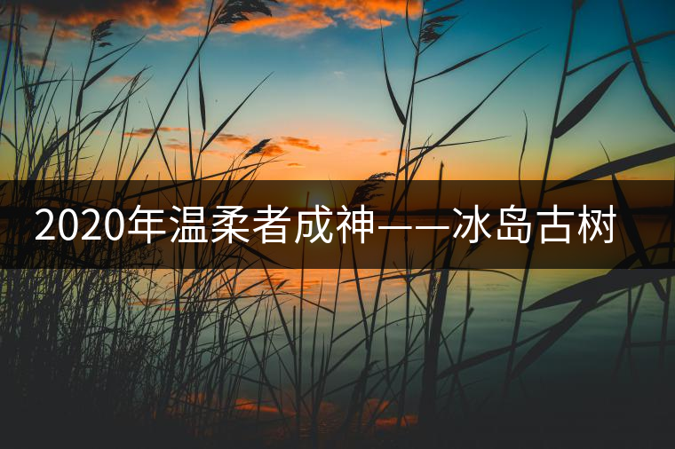2020年溫柔者成神——冰島古樹(shù)茶(上) 2020年溫柔者成神——冰島古樹(shù)茶(上)