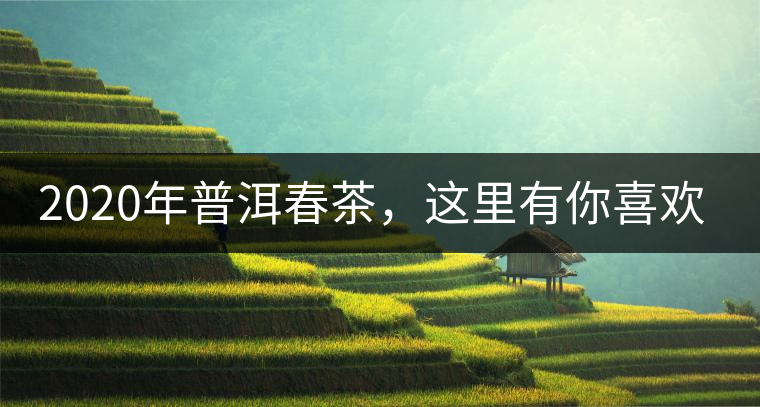 2020年普洱春茶，這里有你喜歡的山頭嗎？