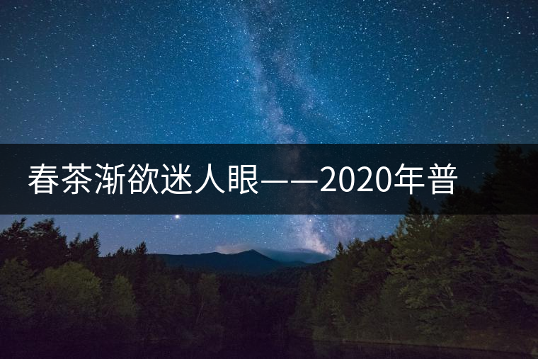 春茶漸欲迷人眼——2020年普洱春茶上市，可別買假了