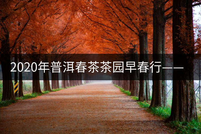 2020年普洱春茶茶園早春行——景邁山尋茶 2020年普洱春茶茶園早春行——景邁山尋茶