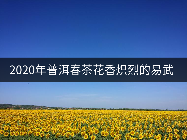 2020年普洱春茶花香熾烈的易武天門山 2020年普洱春茶花香熾烈的易武天門山