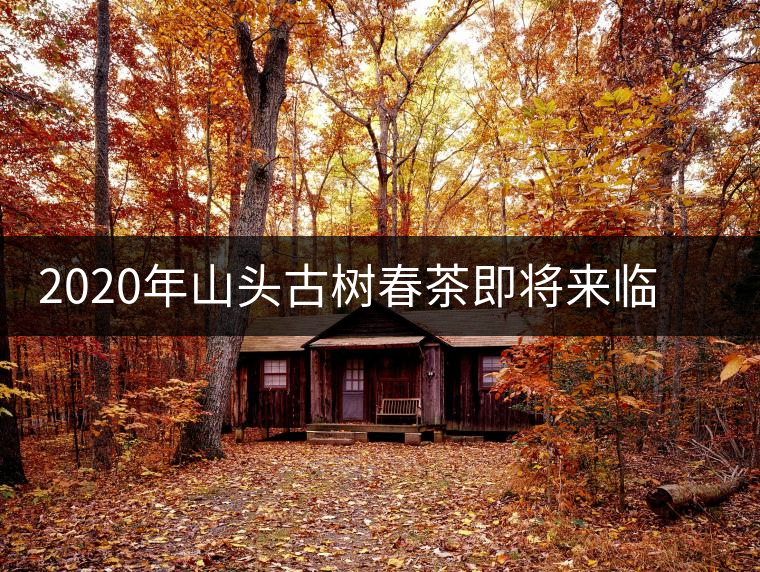 2020年山頭古樹春茶即將來臨，開啟山頭茶的既然是它