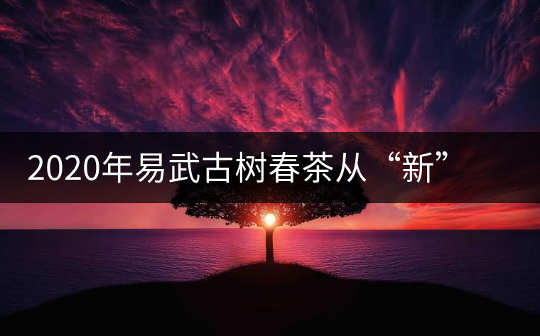 2020年易武古樹(shù)春茶從“新”到“老”，如何完成蛻變的？