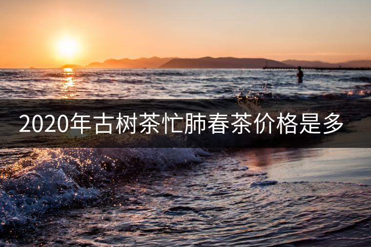 2020年古樹茶忙肺春茶價格是多少？