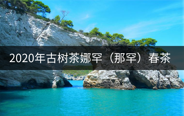 2020年古樹茶娜罕（那罕）春茶價(jià)格是多少？