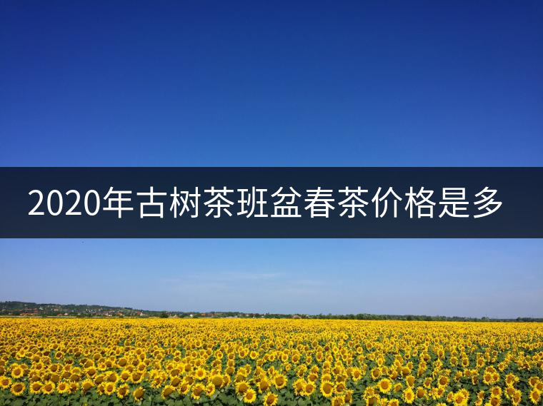 2020年古樹茶班盆春茶價(jià)格是多少？