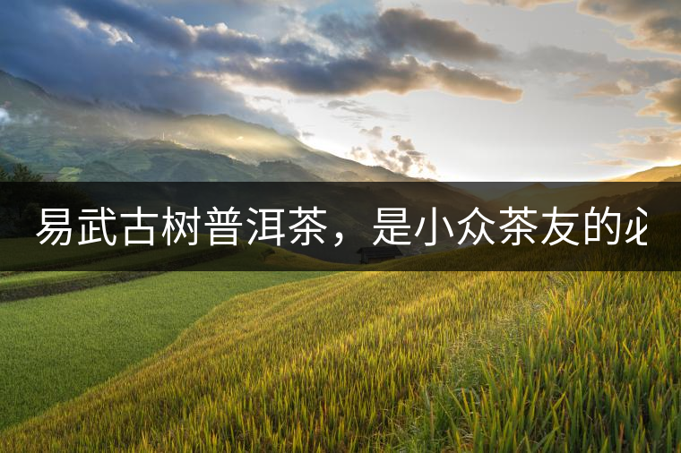 易武古樹普洱茶，是小眾茶友的必選？