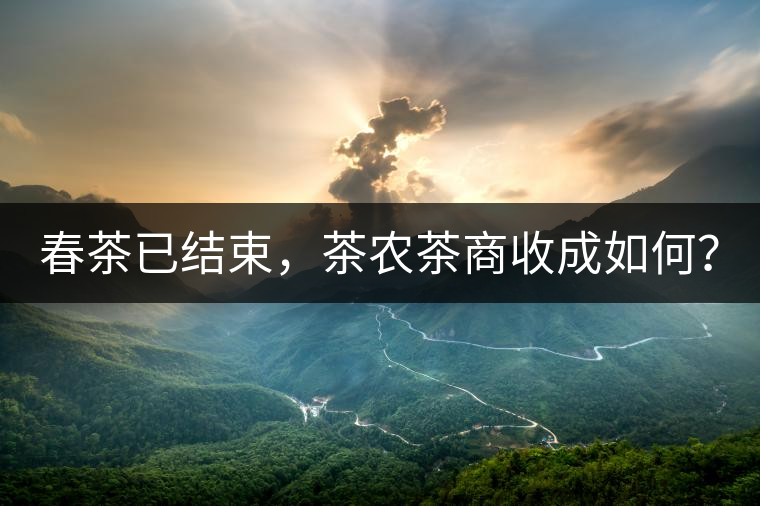 春茶已結(jié)束，茶農(nóng)茶商收成如何？