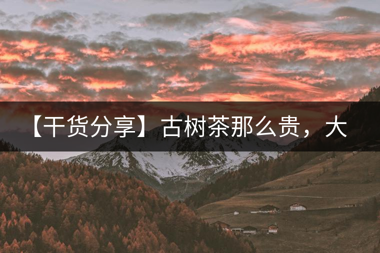 【干貨分享】古樹(shù)茶那么貴，大家為什么還在瘋狂追求？