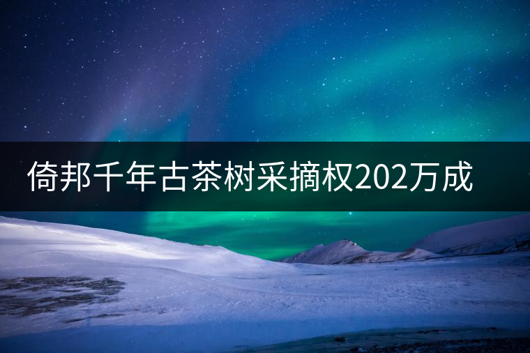 倚邦千年古茶樹采摘權(quán)202萬成交價(jià)創(chuàng)新高