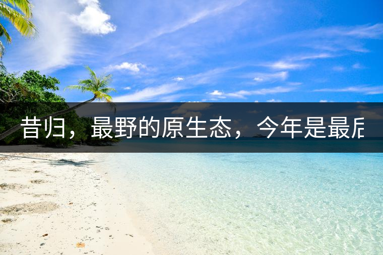 昔歸，最野的原生態(tài)，今年是最后一年了！