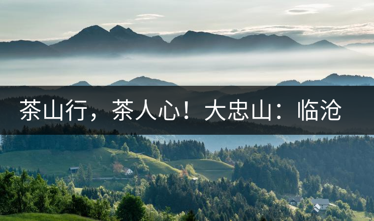 茶山行，茶人心！大忠山：臨滄之龍，雪山之熊