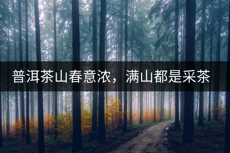 普洱茶山春意濃，滿山都是采茶人