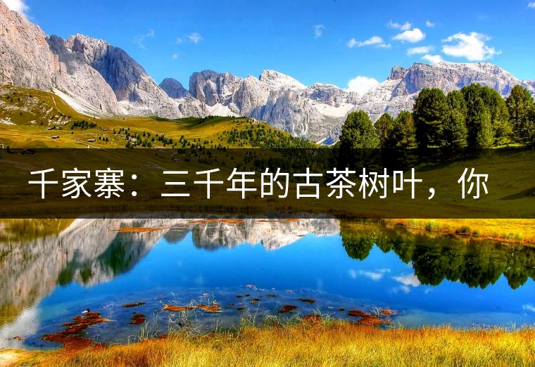 千家寨：三千年的古茶樹葉，你還有機(jī)會喝到嗎？