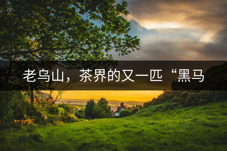 老烏山，茶界的又一匹“黑馬